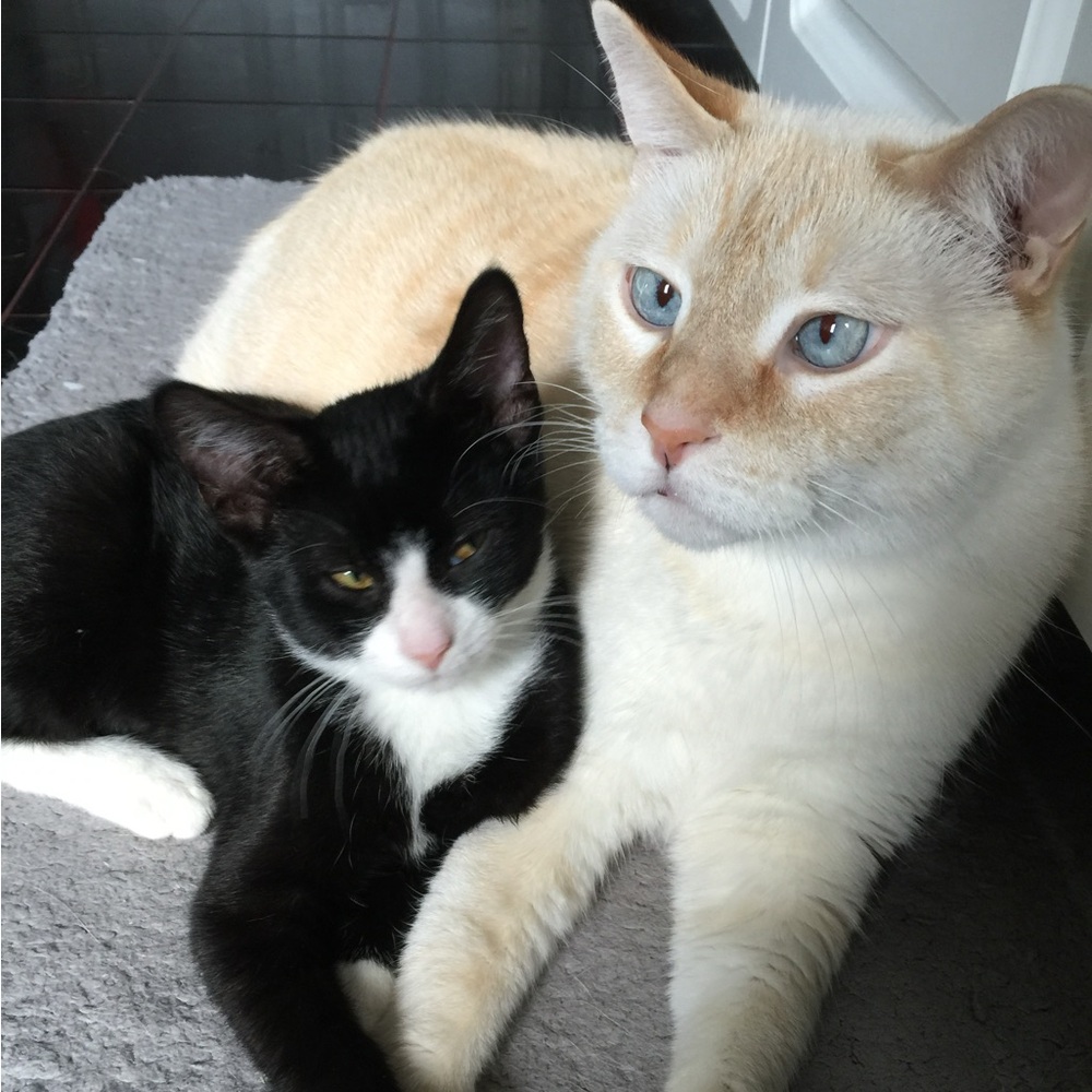 Meet your Posher, Heidi